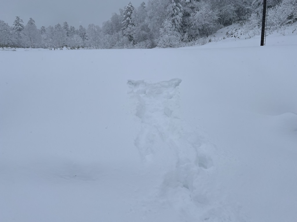 降り積もる新雪にダイブ！